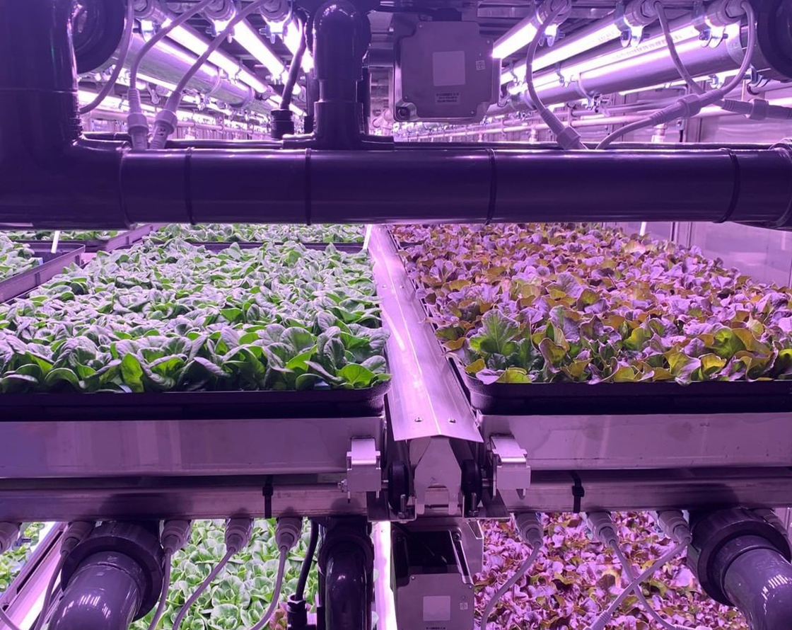 Enlite Horti Tube for Lettuce Growing