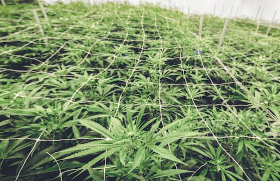 Vegetative Cannabis Growing Lights