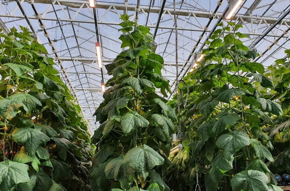Why LED Supplemental Greenhouse Lighting Needed