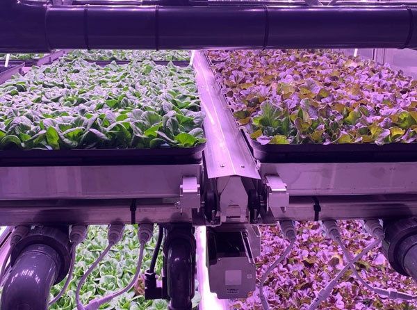 Functions of Using Plant Grow Lights
