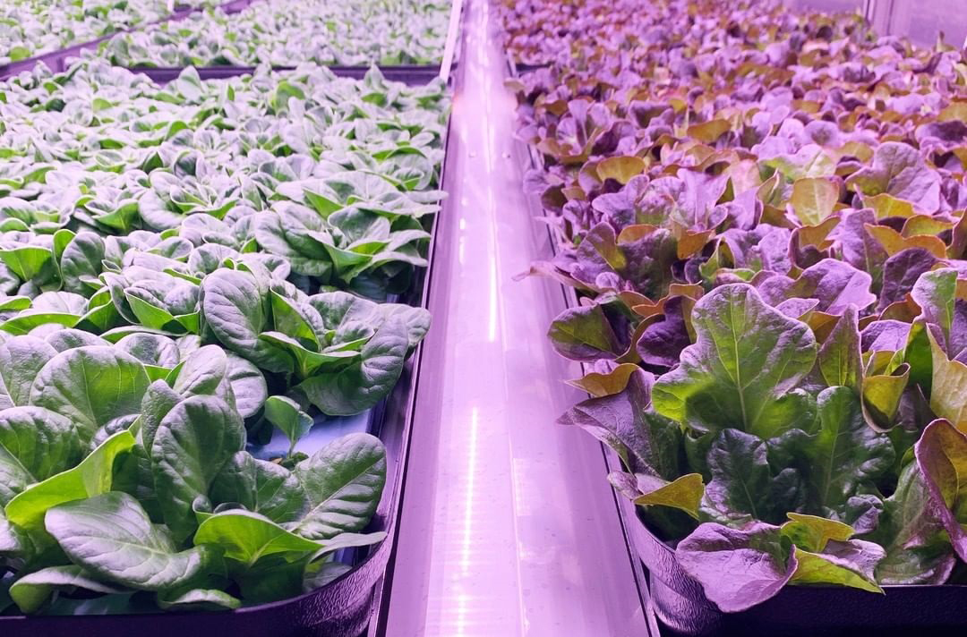 Vertical Led Grow Light is a Great Subtitute for Sunlight