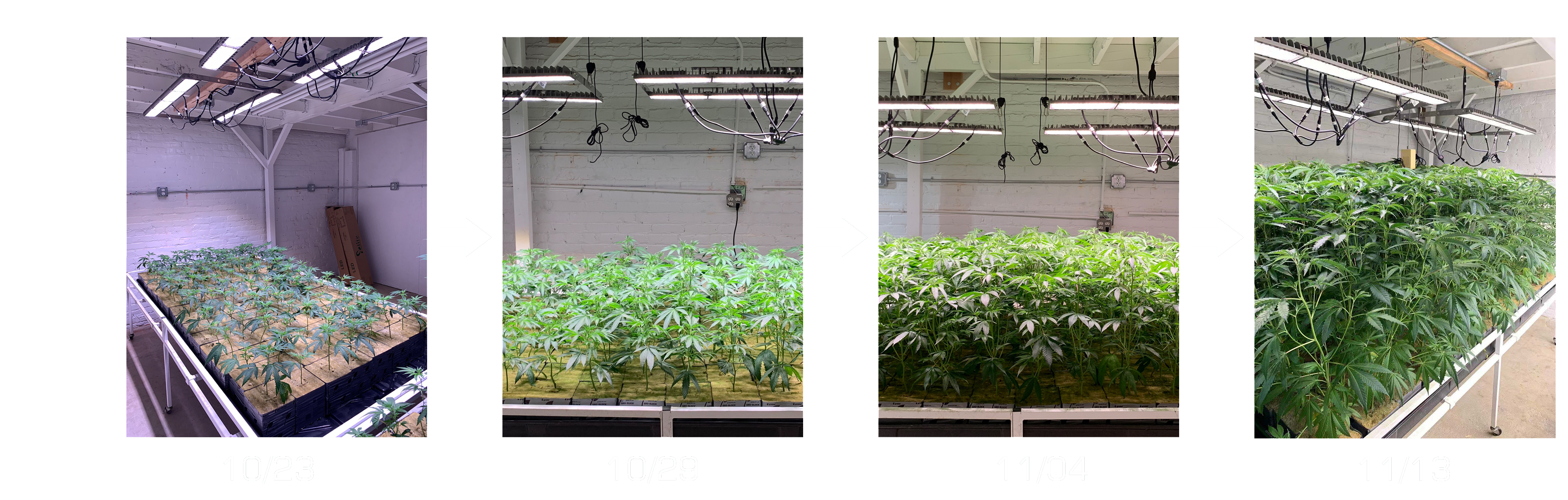 Significant Growing Effects of 50w Grow Light