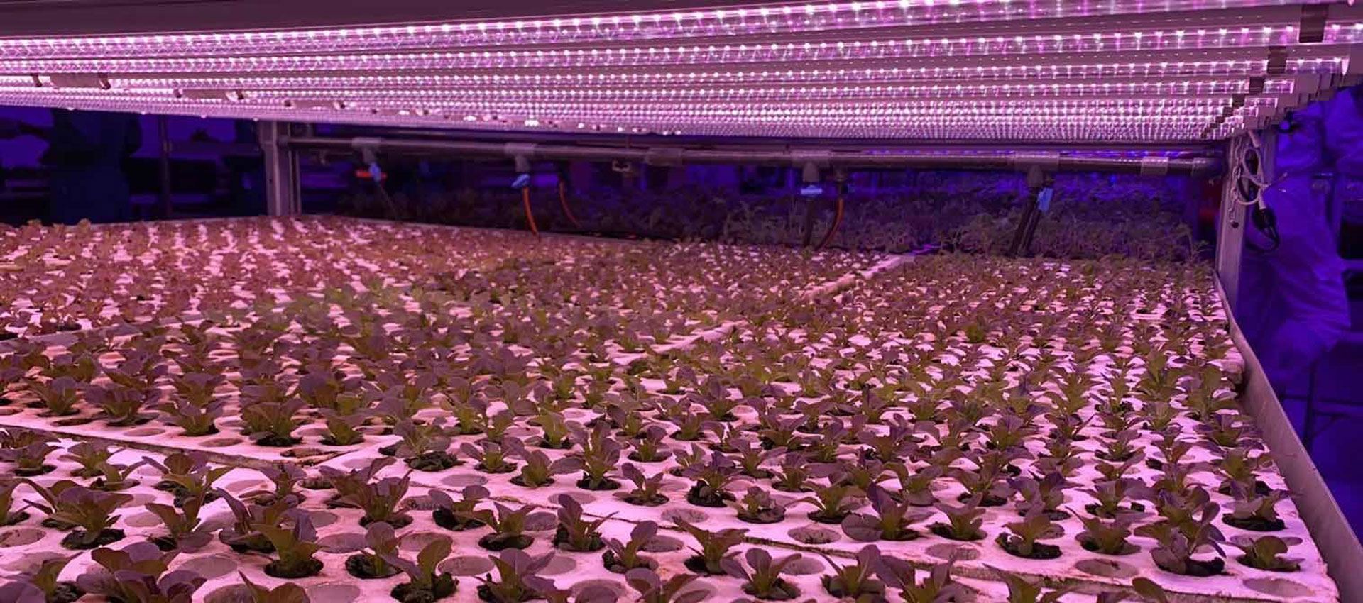 Vertical Farming & LED Grow Lights